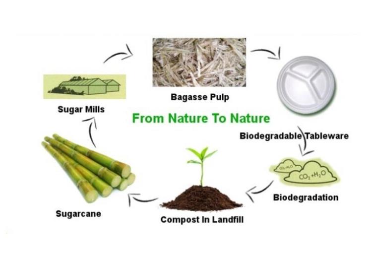 High Quality Bagasse Oval Plates High Quality Bagasse Oval Plates