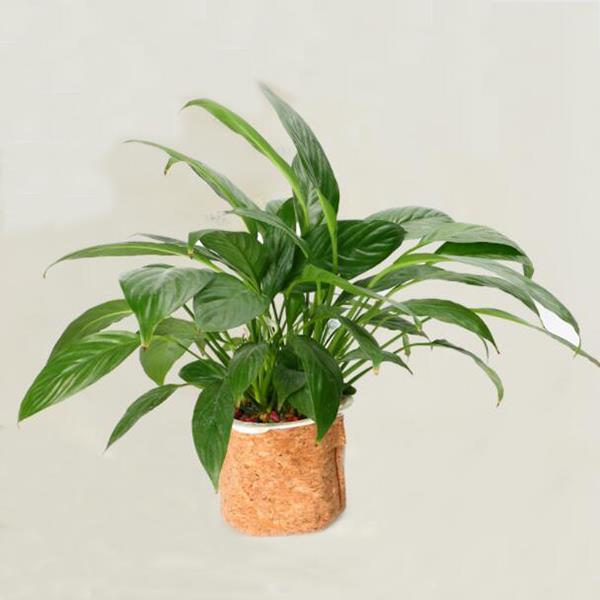 Flower Pot