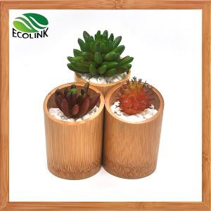 Bamboo Succulent Plant Pot